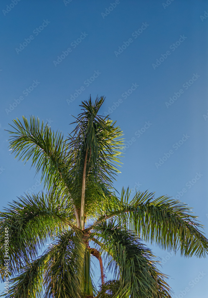 Sunrise on Green Royal Palm Tree Under Blue Sky. Sunrise on Green Royal Palm Tree Under Blue Sky.