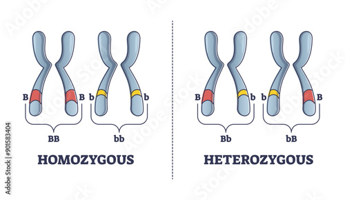 Heterozygous vs homozygous parent gene differences comparison outline diagram, transparent background.