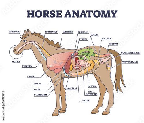 Horse anatomy and animal body inner physiological structure outline diagram, transparent background. Educational labeled scheme with stallion anatomical parts for biology study illustration.