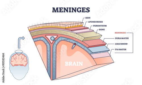 Meninges as central brain part structure or under skin layers outline diagram, transparent background. Labeled educational and anatomical parts location scheme.