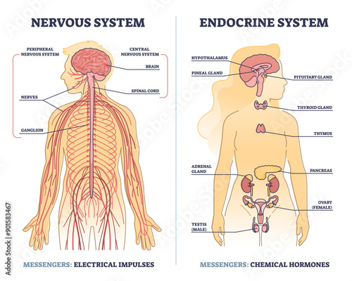 Nervous system vs endocrine with messengers differences outline diagram, transparent background. Labeled educational electrical impulses and chemical hormones centers in human body illustration.