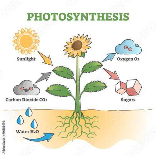 Photosynthesis diagram process symbolic explanation scheme outline concept, transparent background. Carbon dioxide absorption from sunlight and water as nature oxygen production illustration.