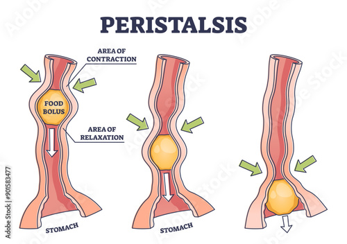Peristalsis as anatomical food swallow process explanation outline diagram, transparent background. Educational labeled healthy gastrointestinal food bolus movement reflex.