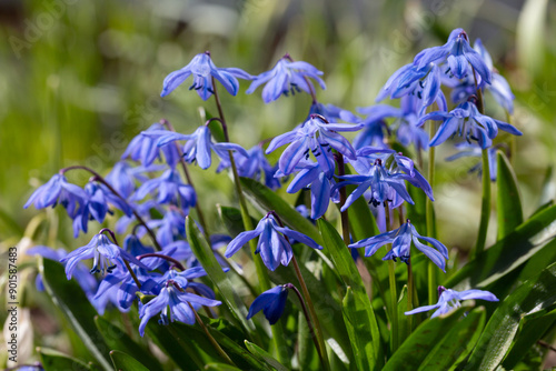 Siberian squill Scilla siberica . General view of the flowering plant photo