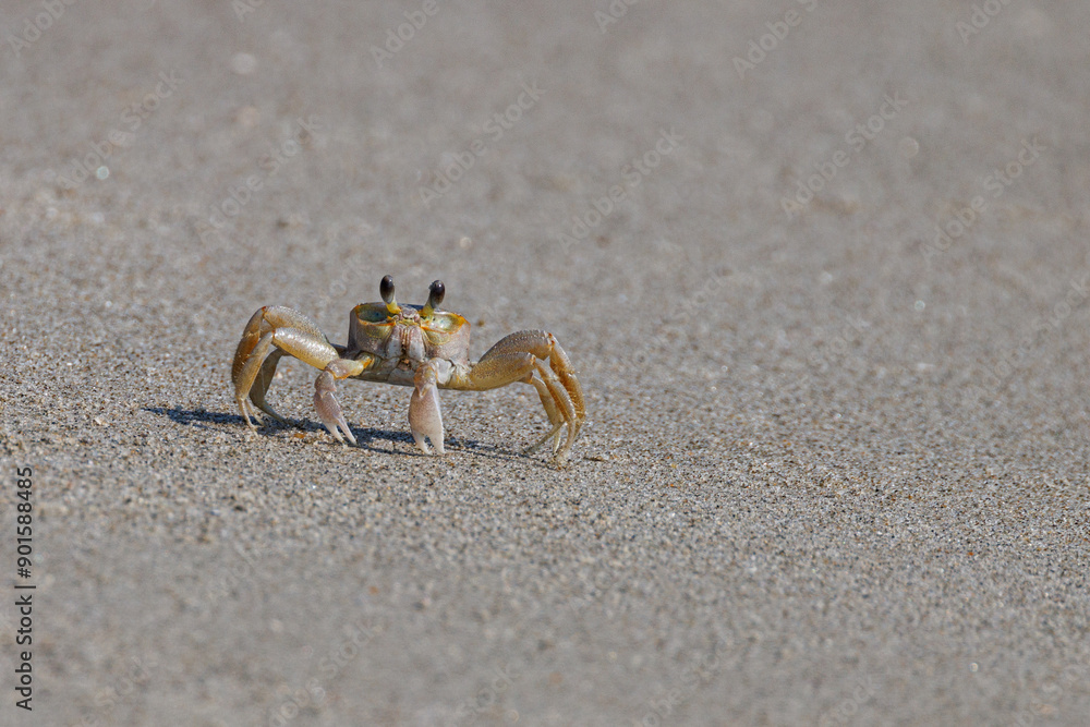 Ghost crab along the sandy seashore. Small crab the burrows in the sand along the coastline. Ghost crab along the sandy seashore. Small crab the burrows in the sand along the coastline.