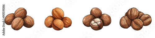 Detailed vector illustration of walnuts, whole and cracked open.