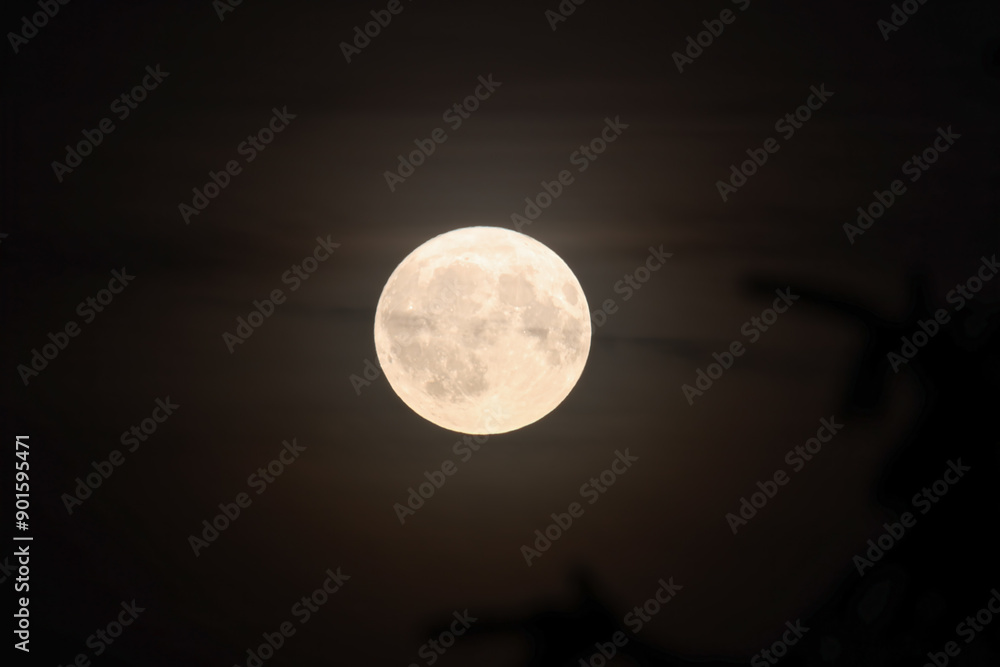 Full Moon Illuminating Night Sky with Silhouetted Trees, Captured from Low Angle, on the summer night, close up, dark, horizontal Full Moon Illuminating Night Sky with Silhouetted Trees, Captured from Low Angle, on the summer night, close up, dark, horizontal