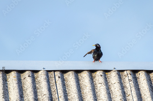 Bilde på lerret The common starling (Sturnus vulgaris), also known as the European starling sitt