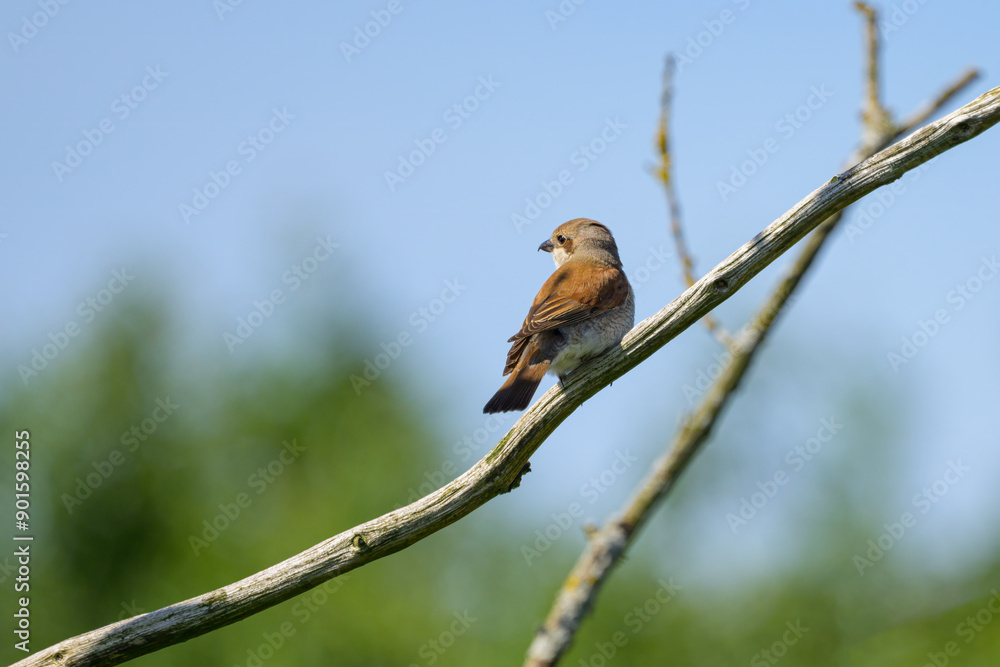 A Red Backed Shrike sitting on a bush A Red Backed Shrike sitting on a bush