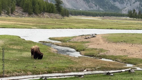 Bison peacefully grazing next to a river in a serene mountain valley