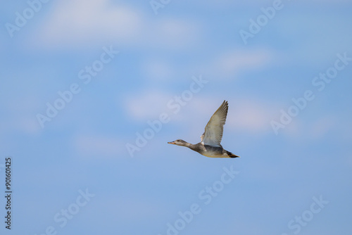 A Gadwall in flight on a sunny day