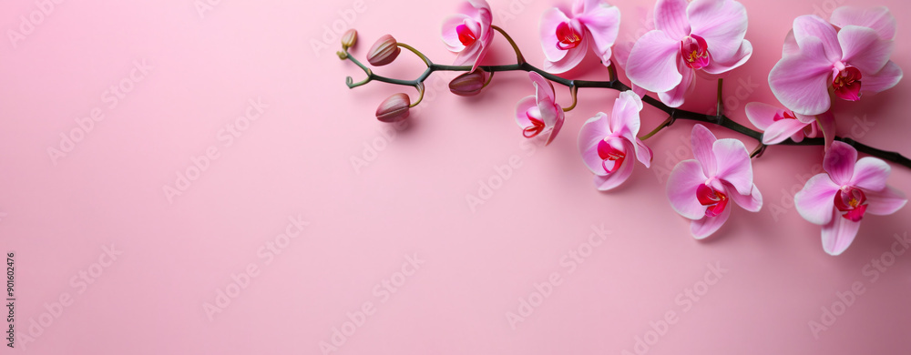 Bright spring and summer background in pink and white orchids. Banner of flowers with place for text, copyspace, web banner and postcard, spa and relax Bright spring and summer background in pink and white orchids. Banner of flowers with place for text, copyspace, web banner and postcard, spa and relax