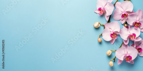 Bright spring and summer background in blue with white and pink orchids . Banner of flowers with place for text, copyspace, web banner and postcard, spa and relax