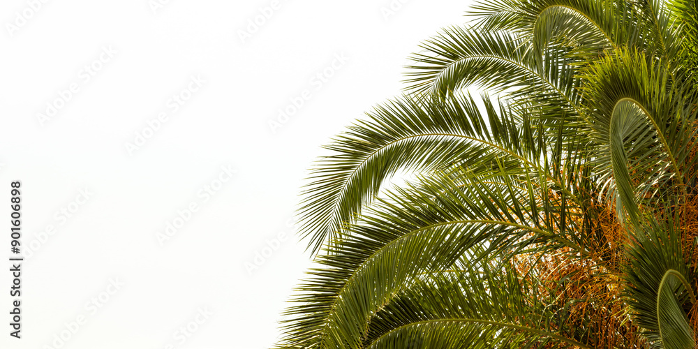 Fototapeta premium a palm tree on a white background