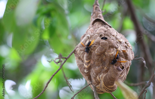 Nido de avispa asiática o avispa velutina en Yogyakarta, Java, Indonesia photo