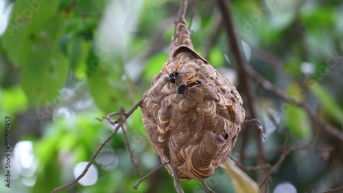 Nido de avispa asiática o avispa velutina en Yogyakarta, Java, Indonesia