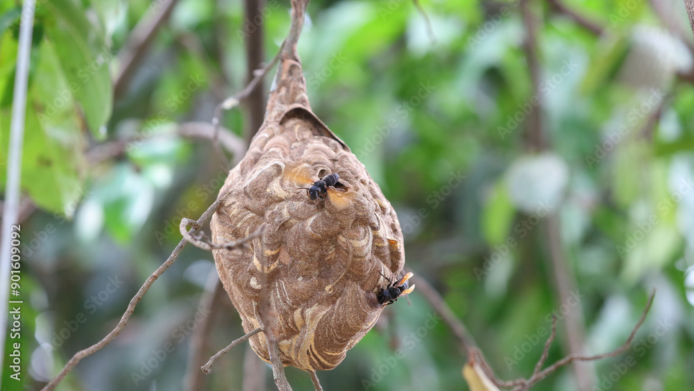 Fototapeta premium Nido de avispa asiática o avispa velutina en Yogyakarta, Java, Indonesia