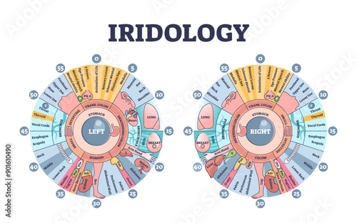 Iridology as eye iris monitoring and disease diagnostics outline diagram, transparent background. Alternative medicine treatment as early illness examination with eyeball zones checkup illustration.