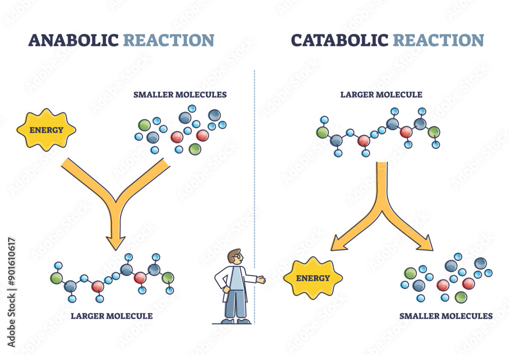 Anabolic vs catabolic reaction comparison in metabolism outline diagram ...