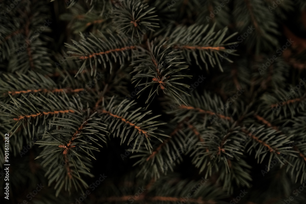 Branches of a close -up pine in the dark Branches of a close -up pine in the dark