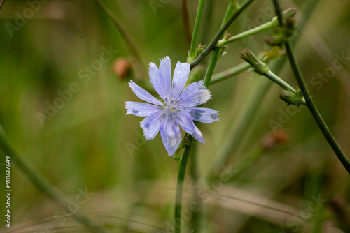 Wildflower after the rain