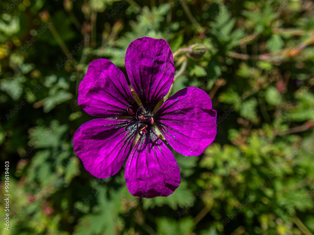 Stunning Purple Flower