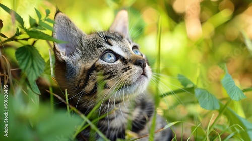 cat in the grass photo