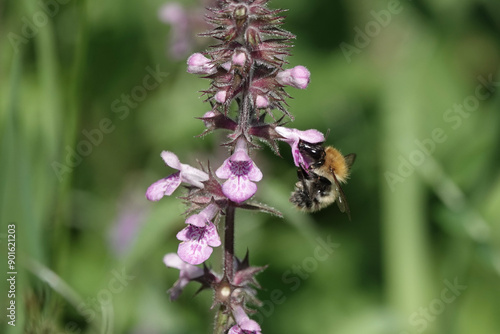 Common Carder Bee (Bombus pascuorum) feeding on Hedge Woundwort photo