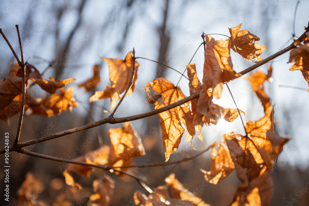 Fall leaves
