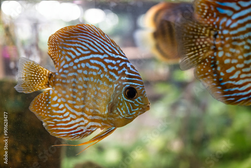 Vibrant Red Discus Fish Swimming Gracefully in Aquarium photo