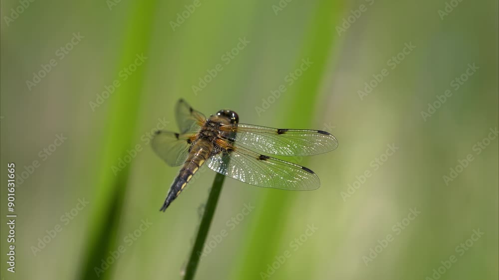 Four spotted chaser sitting on a green plant Four spotted chaser sitting on a green plant
