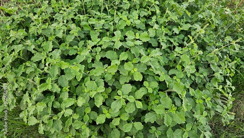 Slika na platnu chaff-flower, prickly chaff flower, devil's horsewhip, is a species of plant