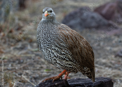 Side view of one natal spurfowl standing on a rock and looking at the camera photo