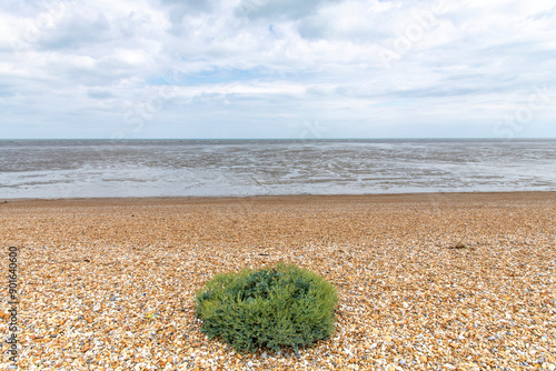 Φωτογραφία Single bush of Crambe maritima, sea kale or crambe on pebblestone beach and coas