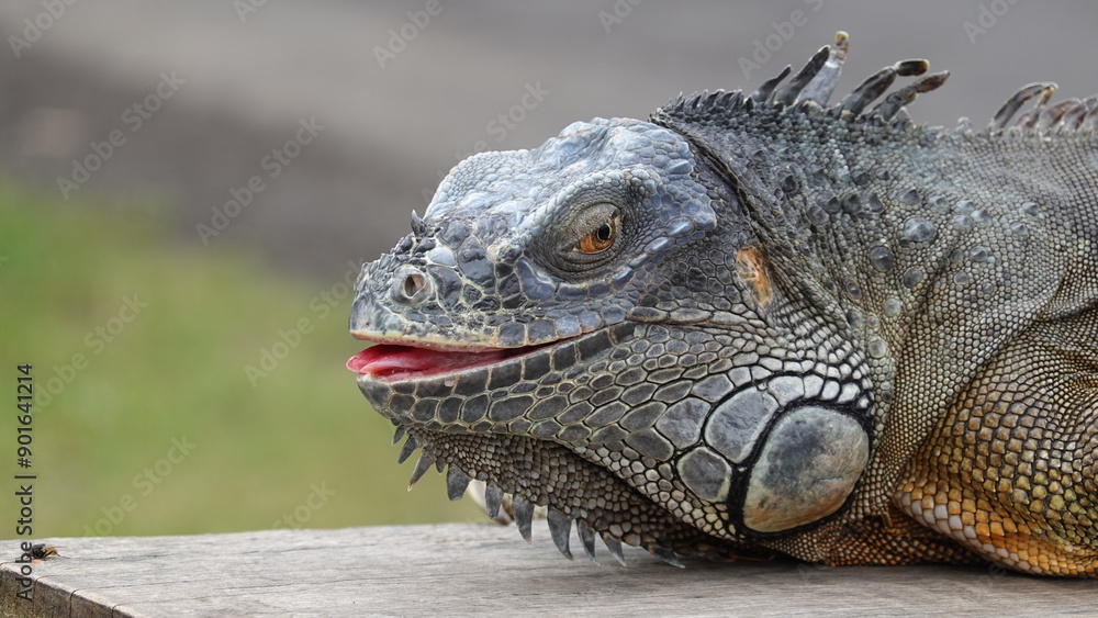 Fototapeta premium Iguana en la isla de Bali, Indonesia