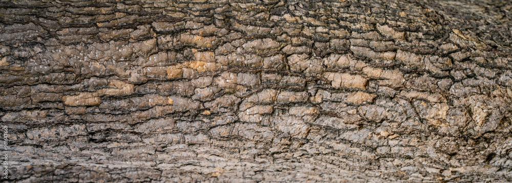 Close-up of tree bark texture background showcasing natural wood patterns and rough grainy surface, ideal for eco-friendly projects and nature-themed designs. Organic material and carbon neutrality. Close-up of tree bark texture background showcasing natural wood patterns and rough grainy surface, ideal for eco-friendly projects and nature-themed designs. Organic material and carbon neutrality.