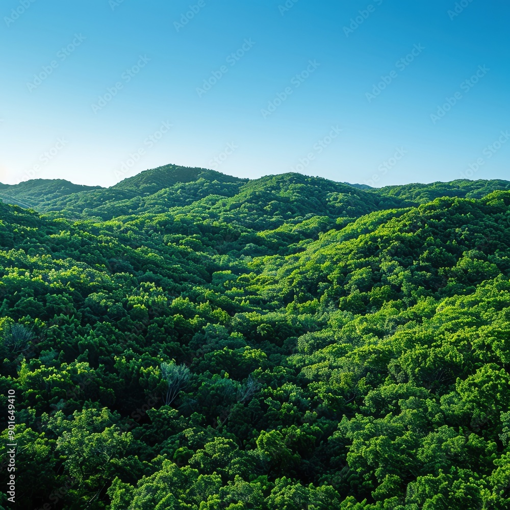 International Day for the Preservation of the Ozone Layer showing a lush green forest under a clear blue sky International Day for the Preservation of the Ozone Layer showing a lush green forest under a clear blue sky