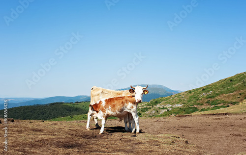 A cow feeds her little calf