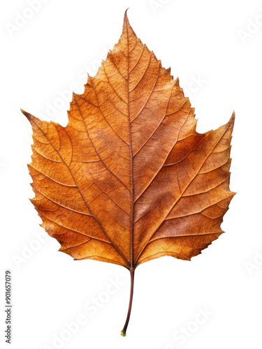 Wallpaper Mural Dry Maple Leaf Detailed Texture showcasing autumnal colors and intricate veins. Isolated on transparent background, png. Torontodigital.ca