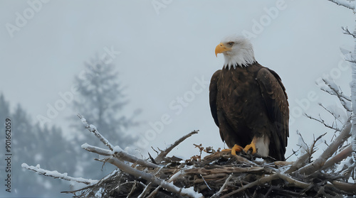 a bald eagle sitting on top of a nest