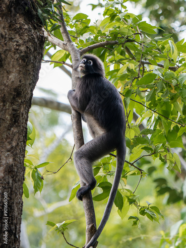 Dusky Leaf Monkey Climbing Tree in Tropical Forest - Exploring Wildlife in Natural Habitat. Trachypithecus obscurus