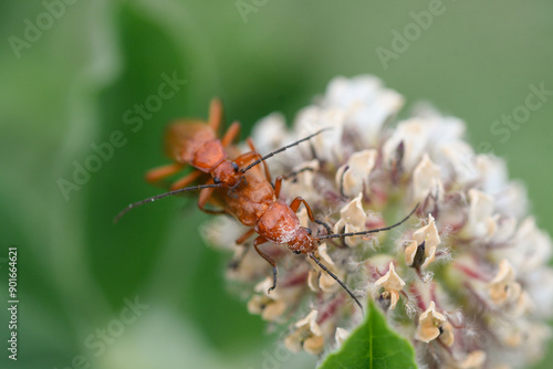 Close-up of soldier beetles copulating on a flower photo