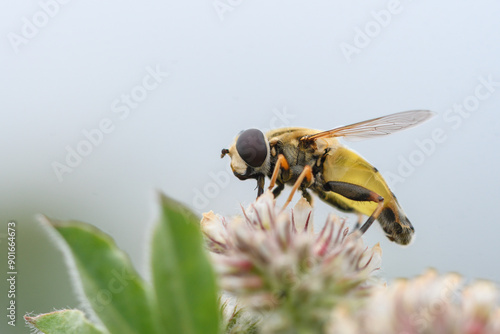 Closeup of the hoverfly Helophilus trivittatus feeding on a flower photo