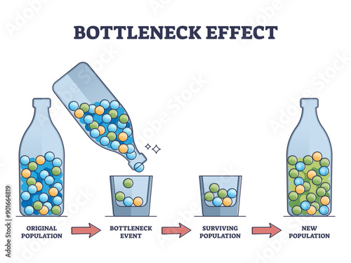 Bottleneck effect on genetic drift and population impact outline diagram, transparent background.