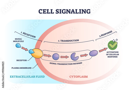 Cell or bio signaling with signal molecule pathway stages outline diagram, transparent background. Labeled educational reception.