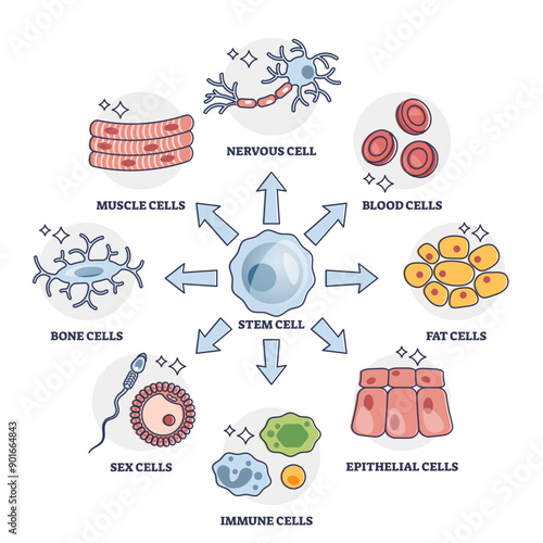 Cellular differentiation process with stem cell type change outline diagram, transparent background. Educational labeled scheme with nervous, blood, fat.