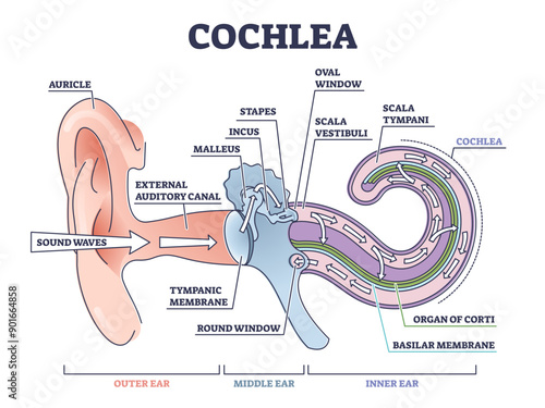 Cochlea ear anatomical structure with organ parts description outline diagram, transparent background. Biological or medical sensory system example with outer, middle and inner sections illustration.
