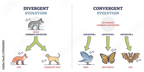 Divergent vs convergent evolution with ancestors development outline diagram, transparent background. Labeled educational animal growth to different species illustration.
