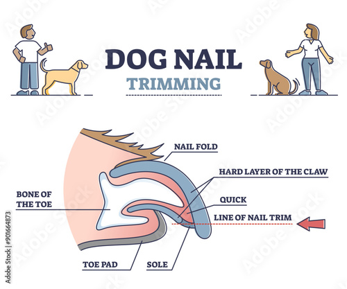 Dog nail trimming with anatomical claw side view structure outline diagram, transparent background. Animal fingernail care and hygiene with veterinary pedicure illustration.