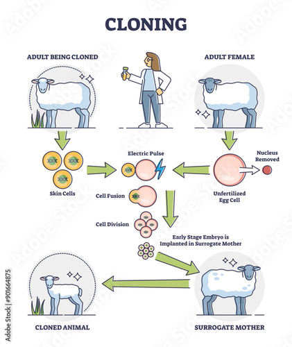 Cloning process explanation with adult sheep creation stages outline diagram, transparent background. Labeled educational artificial creature development from biological skin cell illustration.